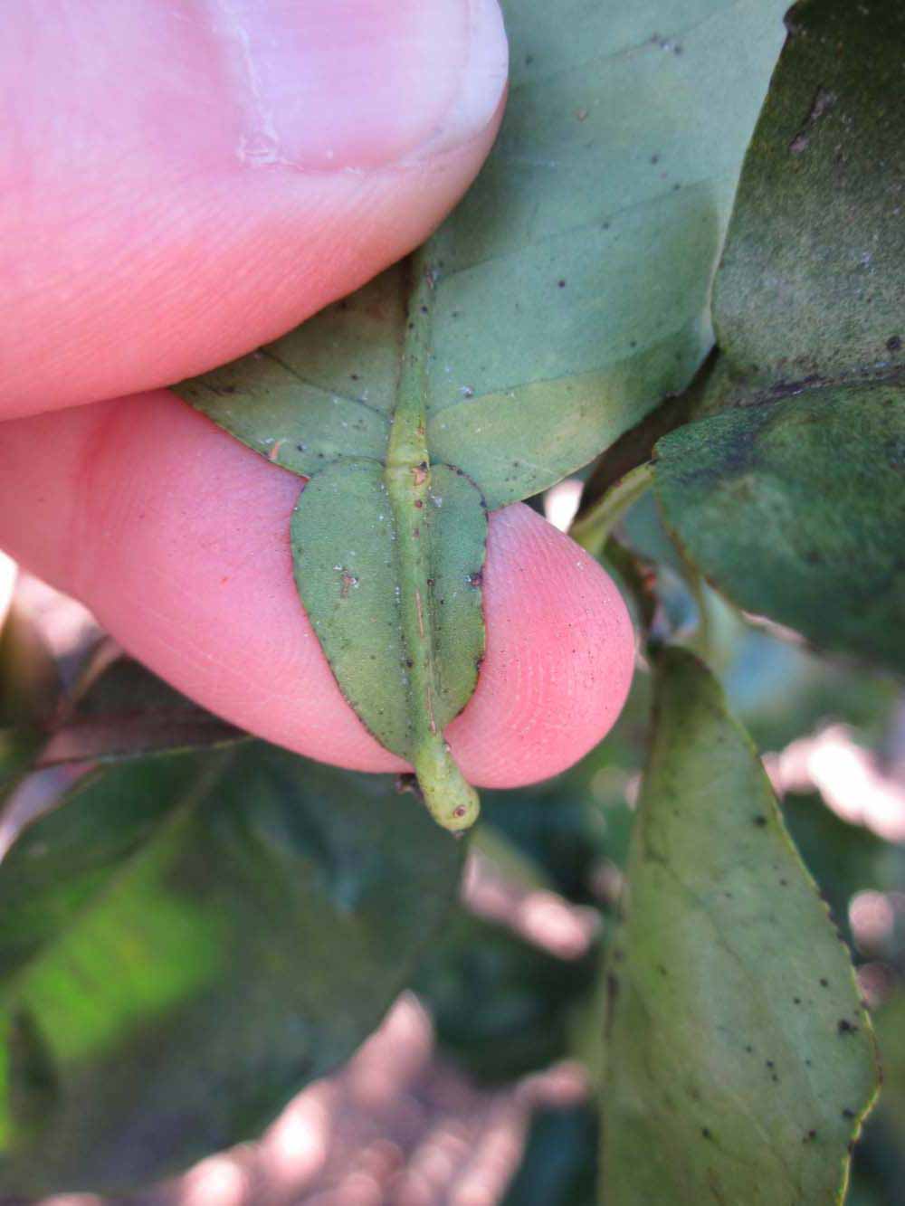              Petiole (Winter Haven, FL)       